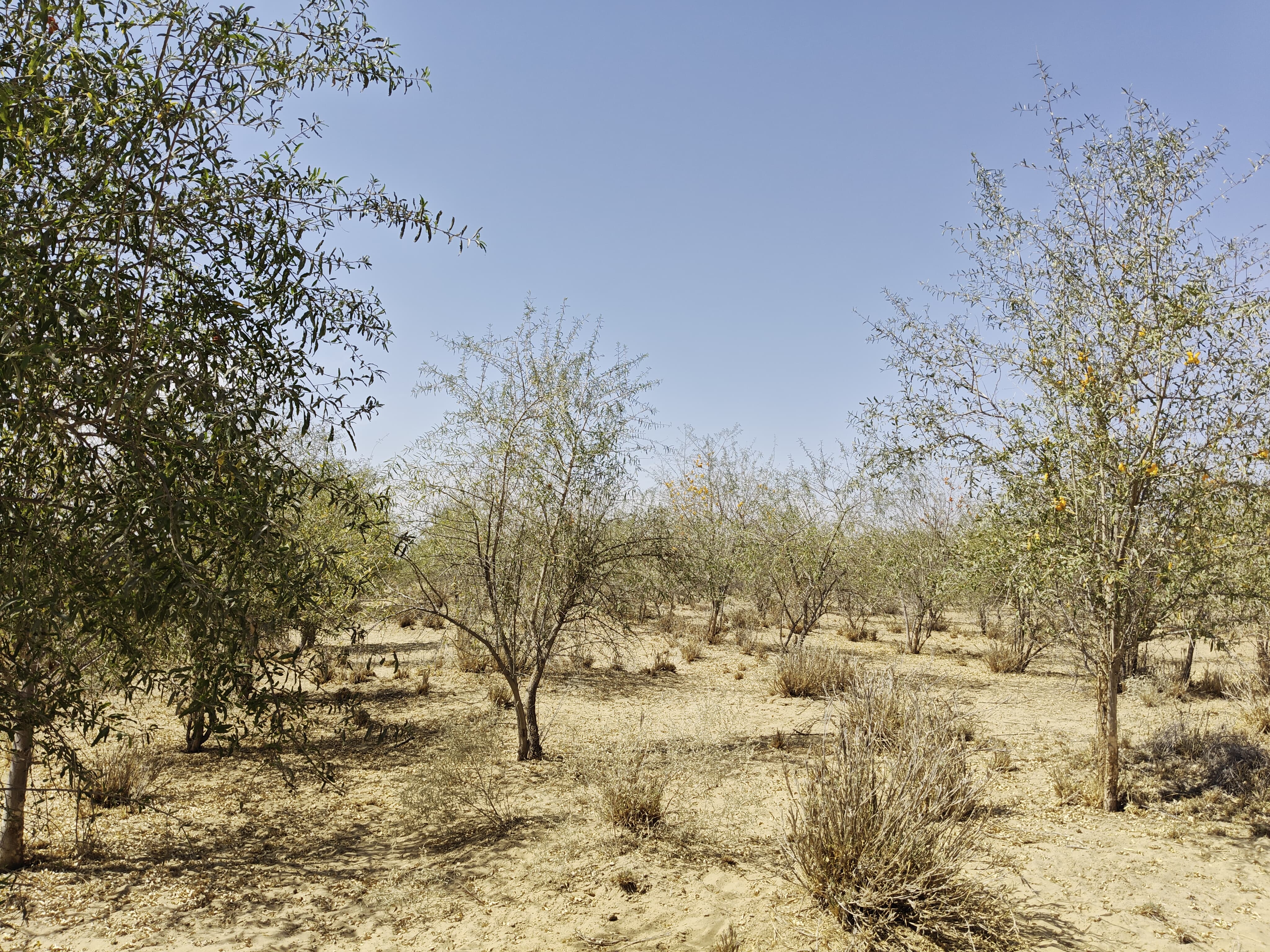Compensatory Afforestation